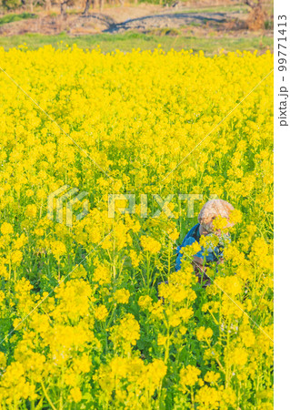 菜の花と犬 菜の花と犬 99771413