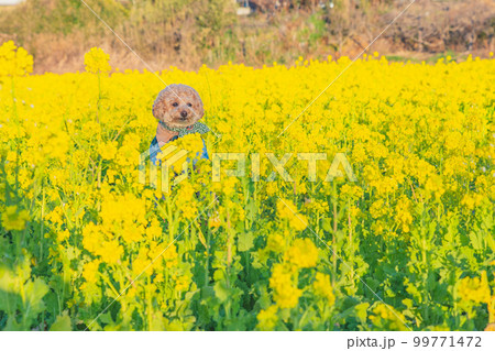 菜の花と犬 99771472