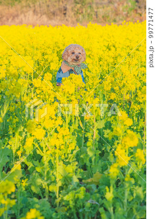 菜の花と犬 99771477