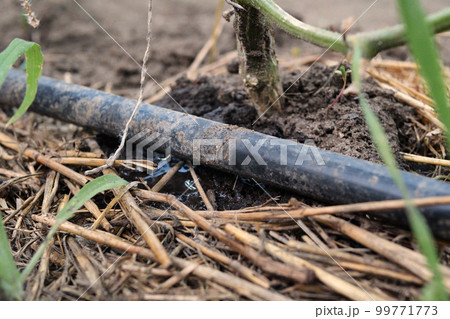 drip watering of the plant. Water drips onto the drip irrigation system used on the farm and saves water drop by drop drip watering of the plant. Water drips onto the drip irrigation system used on the farm and saves water drop by drop 99771773