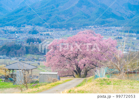 【桜素材】南信州・上ノ平城跡の一本桜【長野県】 99772053