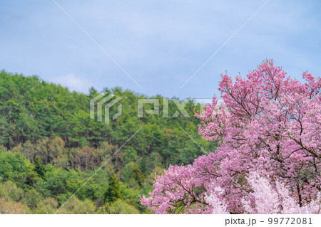 【桜素材】南信州・上ノ平城跡の一本桜の桜吹雪【長野県】 【桜素材】南信州・上ノ平城跡の一本桜の桜吹雪【長野県】 99772081