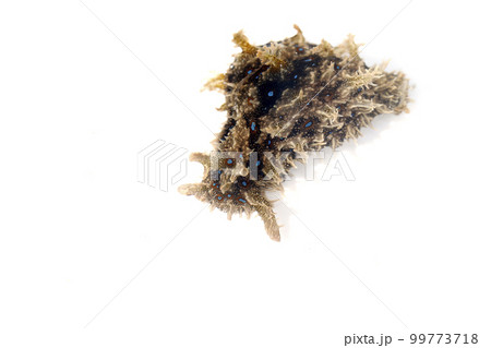 フレリトゲアメフラシ 99773718