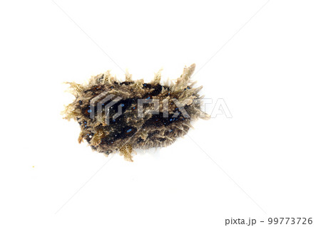 フレリトゲアメフラシ 99773726