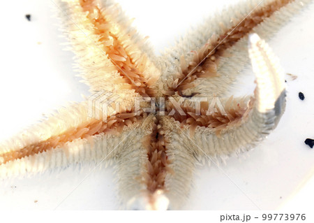 モミジガイ 99773976