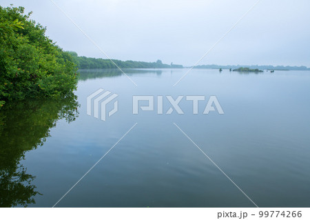 谷中湖　渡良瀬遊水地　野鳥観察台窓からの眺め　早朝の風景　　 99774266