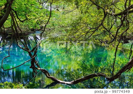 山形遊佐の初夏　神秘の池　新緑の丸池様 99774349