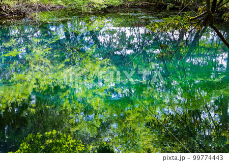 山形遊佐の初夏　神秘の池　新緑の丸池様 99774443