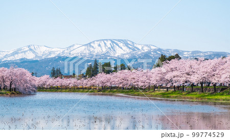 高田城址公園（春）：お堀の桜並木と妙高の山々 99774529
