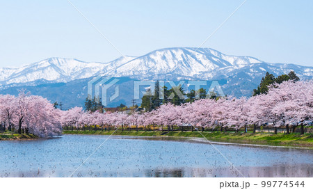 高田城址公園(春):お堀の桜並木と妙高の山々 高田城址公園(春):お堀の桜並木と妙高の山々 99774544