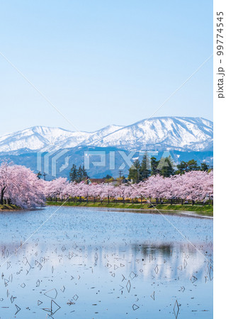 高田城址公園（春）：お堀の桜並木と妙高の山々 99774545