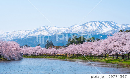 高田城址公園（春）：お堀の桜並木と妙高の山々 99774547