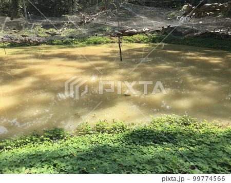 アマゾン川の植物園で飼育されるカンディルの住む池 99774566