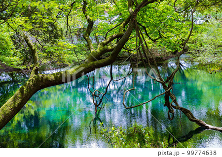 山形遊佐の初夏　神秘の池　新緑の丸池様 99774638