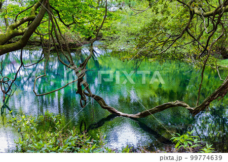 山形遊佐の初夏　神秘の池　新緑の丸池様 99774639
