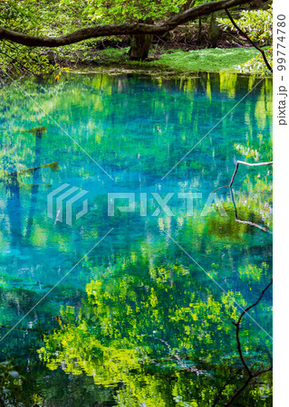 山形遊佐の初夏　神秘の池　新緑の丸池様 99774780