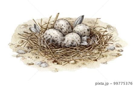 Beach coastal bird nest with spotted eggs. Watercolor illustration. Hand drawn realistic natural wildlife element. Beach bird nest on the sandy ground with spotted egg laying. White background 99775376