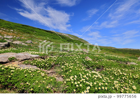 夏の北海道 大雪山 チングルマの花畑 夏の北海道 大雪山 チングルマの花畑 99775656