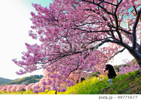 河津桜の並木 河津桜の並木 99775677