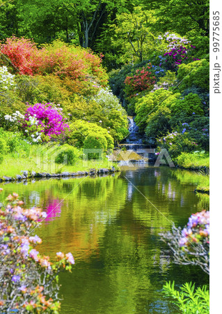 池に映る花々（縦） 99775685