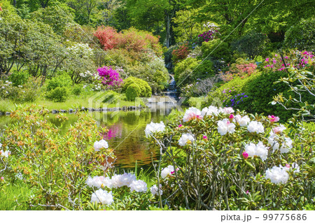 池に映る花々 99775686
