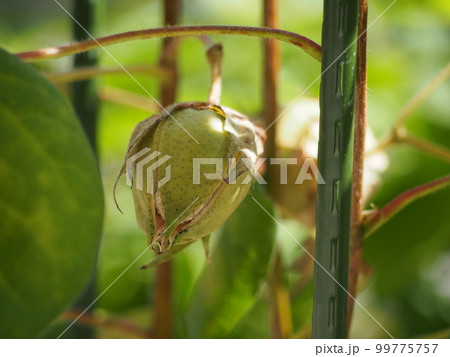 グリーンコットンの実・コットンボール 99775757