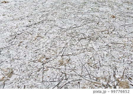 薄雪と細い枝の織りなすアート 薄雪と細い枝の織りなすアート 99776652