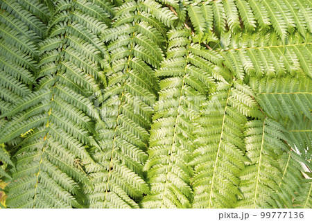 Close up the green fern leaves texture as background in natural light. Close up the green fern leaves texture as background in natural light. 99777136