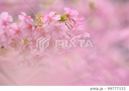 ピンクの桜 ピンクの桜 99777152