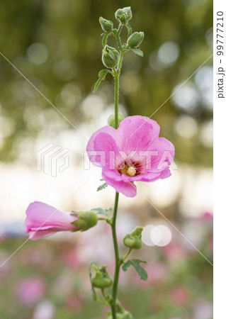 The beautiful pink Hollyhock flower under the sunlight, in the garden. 99777210