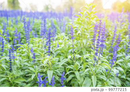 closeup the blue sage flowers in bloom growing in herbal garden 99777215