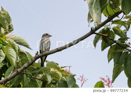 小枝に止まって休憩するつぶらな瞳が可愛らしいエゾビタキ 99777234
