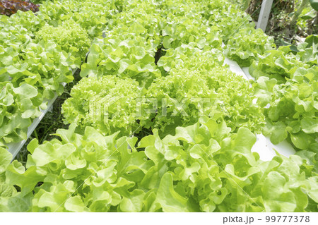The Green leaf lettuce farm that plant as hydroponics method The Green leaf lettuce farm that plant as hydroponics method 99777378