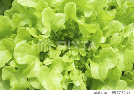 Close up the Green oak lettuce Hydroponics vegetable, Agriculture, Backgrounds, Botany 99777515
