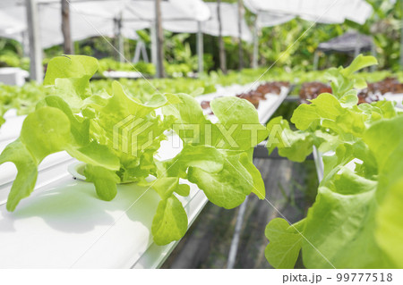 The Hydroponics vegetable farm 99777518