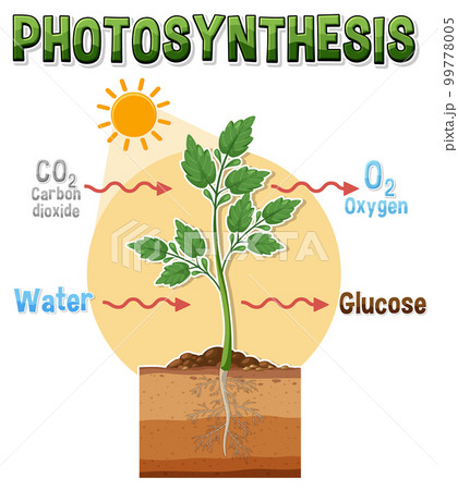 Diagram of Photosynthesis for biology and life science education 99778005