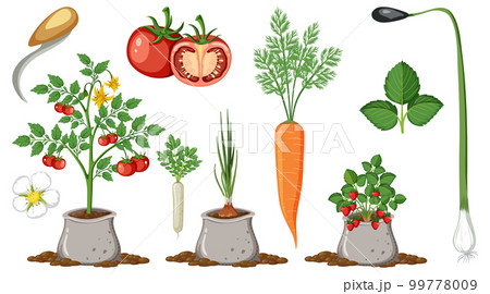 Set of vegetables on white background 99778009