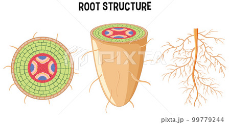 Internal structure of root diagram 99779244