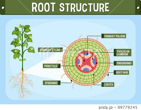 Internal structure of root diagram 99779245
