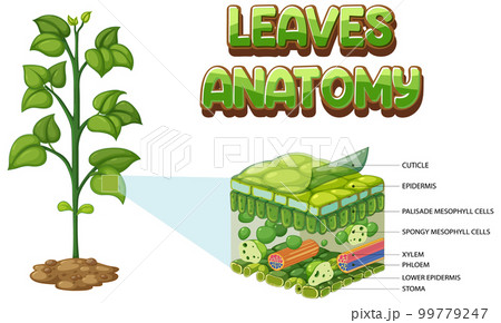Internal structure of leaf diagram 99779247