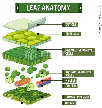 Internal structure of leaf diagram 99779249