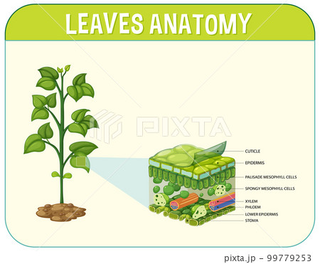 Internal structure of leaf diagram 99779253
