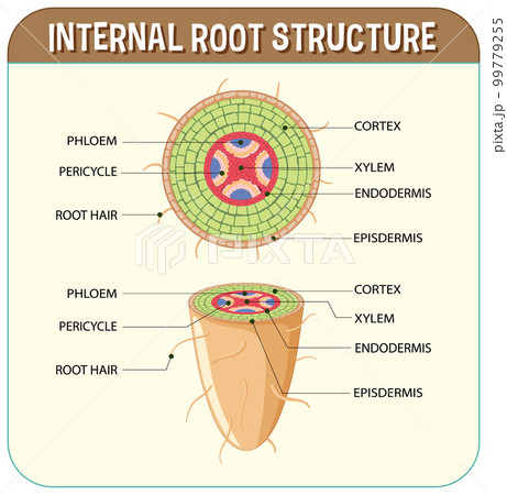 Internal structure of root diagram 99779255