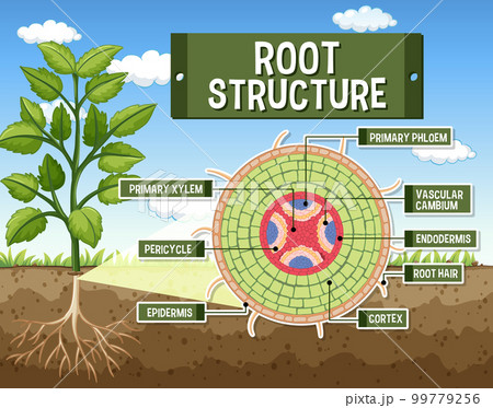 Internal structure of root diagram 99779256