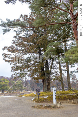 杉の巨木が見下ろす南大門跡　毛越寺　岩手県 99780016
