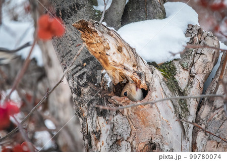 The squirrel sticks its head out of a hole in tree 99780074