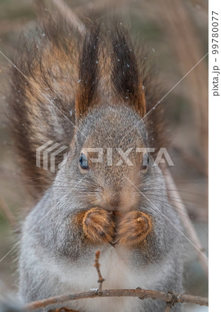 The squirrel with nut sits on tree in the winter or late autumn. Portrait of the squirrel close-up 99780077