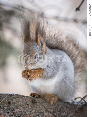 The squirrel with nut sits on tree in the winter or late autumn 99780082