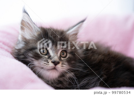生後2ヶ月のメインクーンの子猫 生後2ヶ月のメインクーンの子猫 99780534