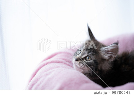 生後2ヶ月のメインクーンの子猫 99780542